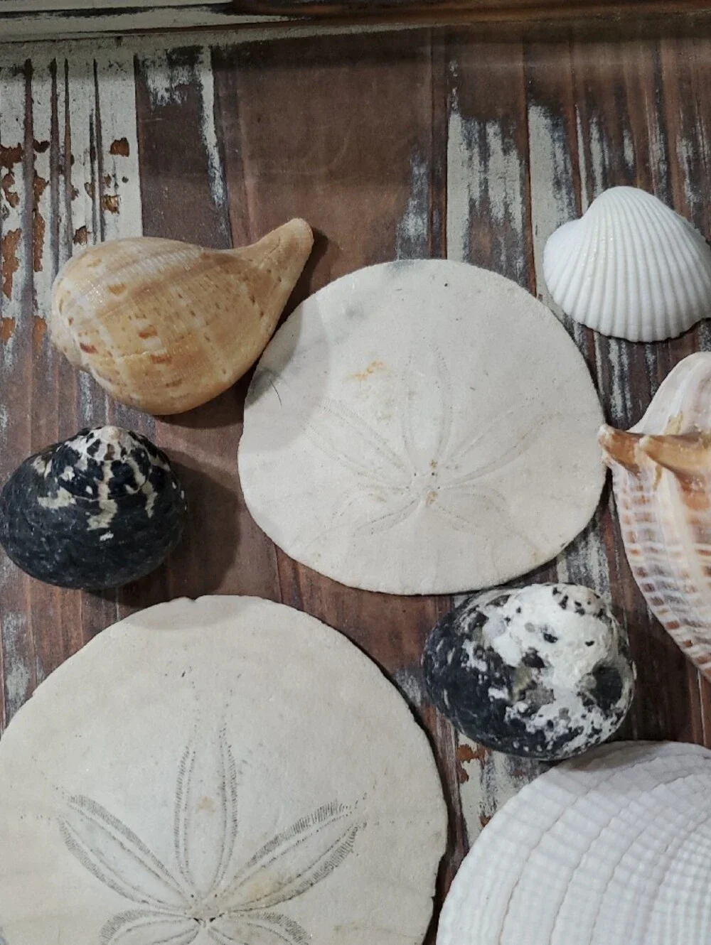 Natural Seashells Beach Coastal Decor Crafts Nautical